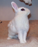 The Bunny